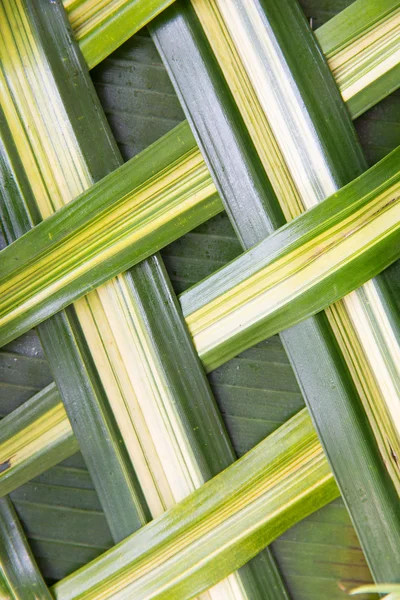 Hoja de palmera verde textura cuadrícula — Foto de Stock