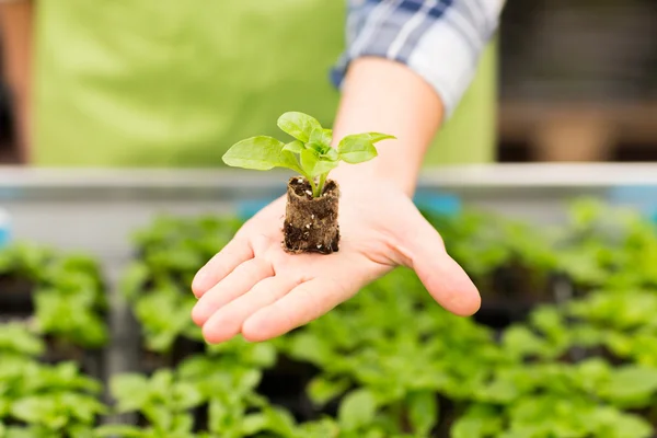 Close up of woman hand holding seedling sprout — Stock Photo, Image