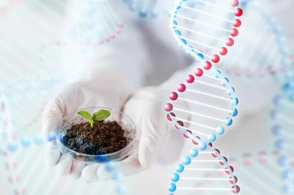 Close up of scientist hands with plant and soil — Stock Photo, Image