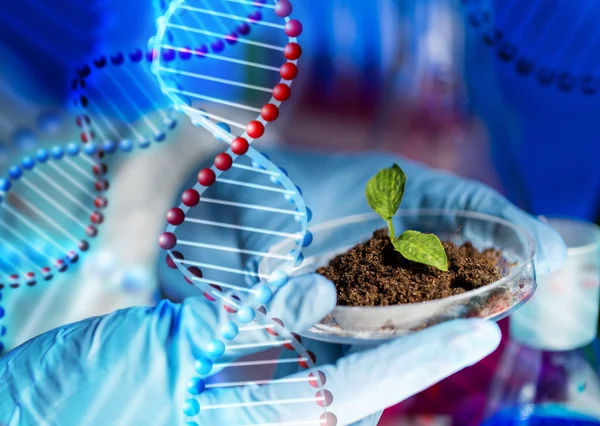 Perto de mãos de cientista com planta e solo — Fotografia de Stock