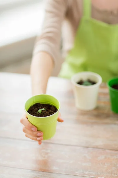 Close up of woman hand holding pot with sprout — Stock Photo, Image