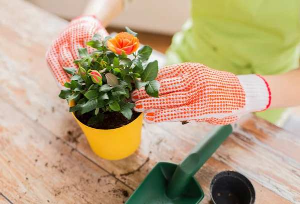 Close up of woman hands planting roses in pot — Stock Photo, Image