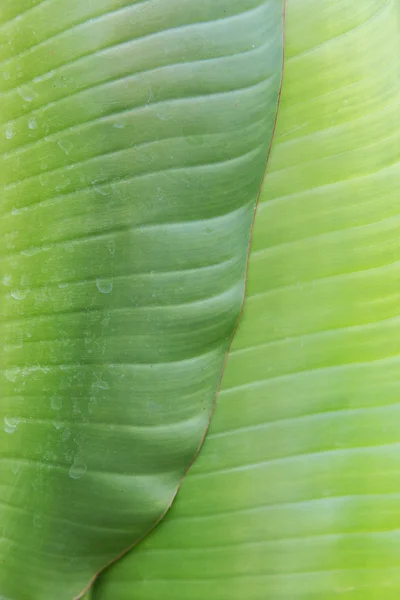 Зелене пальмове дерево лист — стокове фото
