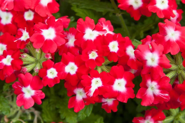 Belas flores vermelhas no jardim de verão — Fotografia de Stock