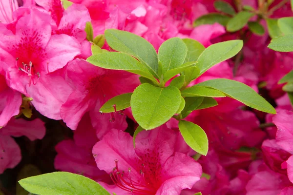 Hermosas flores rojas en el jardín de verano —  Fotos de Stock