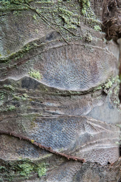 Close up of palm tree trunk bark surface — Stock Photo, Image
