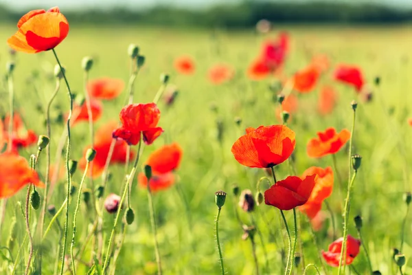 Summer blooming poppy field — Stock Photo, Image