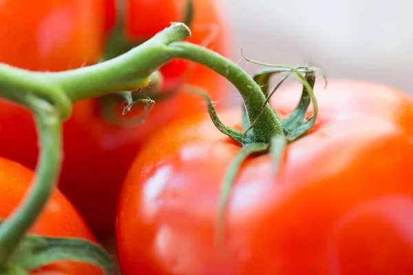 Close up de tomates vermelhos suculentos maduros — Fotografia de Stock