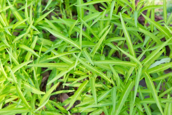 Крупним планом зелена трава або трава на відкритому повітрі — стокове фото
