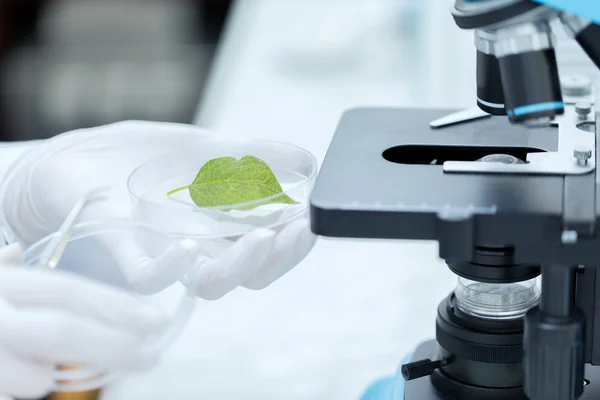 Κοντινό πλάνο του χεριού με το μικροσκόπιο και πράσινο φύλλο — Φωτογραφία Αρχείου