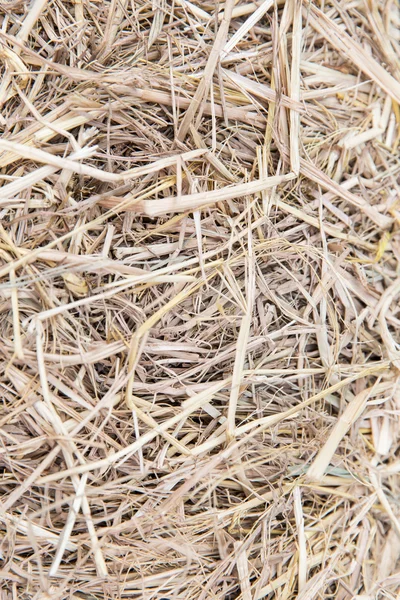 Dry grass or hay texture — Stock Photo, Image