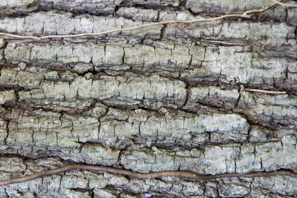 Tree trunk bark texture — Stock Photo, Image