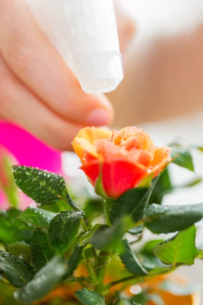 Close up of woman hand spraying rose flower — Stock Photo, Image