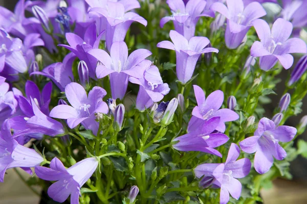 Bellas campanillas en el jardín de verano —  Fotos de Stock