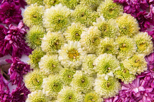 Mooie chrysanten bloemen — Stockfoto