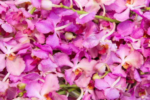 Lindas flores de orquídea — Fotografia de Stock