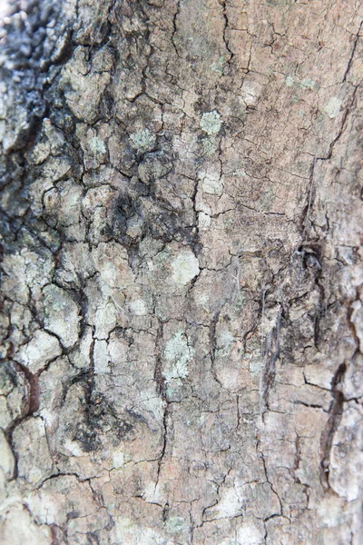 Tekstura kora pnia drzewa — Zdjęcie stockowe