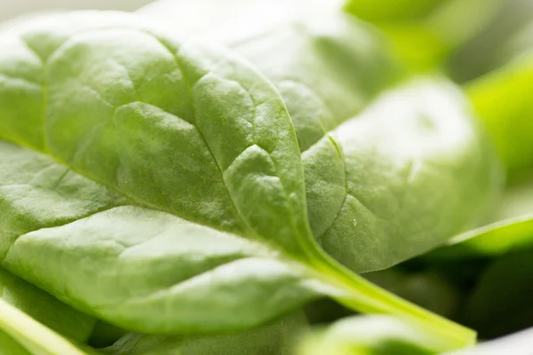 Close up of fresh green spinach leafs — Stock Photo, Image