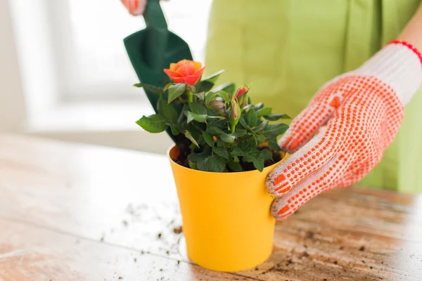 Primer plano de las manos de la mujer plantando rosas en maceta —  Fotos de Stock