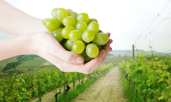 Primer plano de las manos de la mujer sosteniendo racimo de uva verde — Foto de Stock