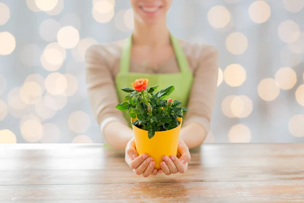 Close up de mãos de mulher segurando rosas arbusto no pote — Fotografia de Stock