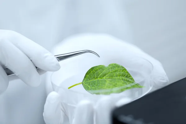 Close up of hand with microscope and green leaf — Stock Photo, Image