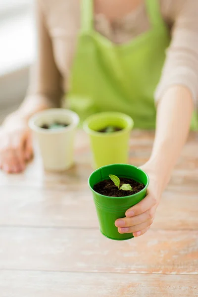 Close up of woman hand holding pot with sprout — Stock Photo, Image