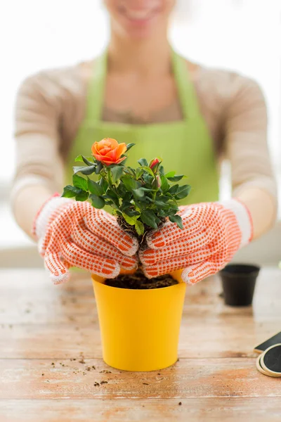 Närbild på kvinna händer plantera rosor i kruka — Stockfoto