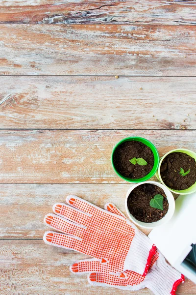 Close up of seedlings and garden gloves — Stock Photo, Image