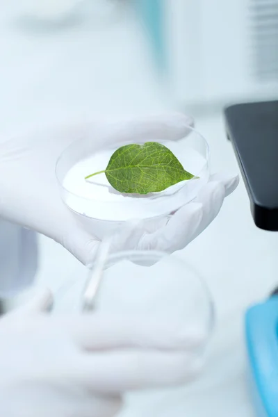 Nahaufnahme der Hand mit Mikroskop und grünem Blatt — Stockfoto