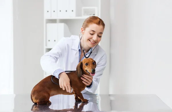 Врач со стетоскопом и собака в ветеринарной клинике — стоковое фото