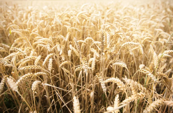 领域的成熟小麦耳朵或黑麦穗状花序 — 图库照片