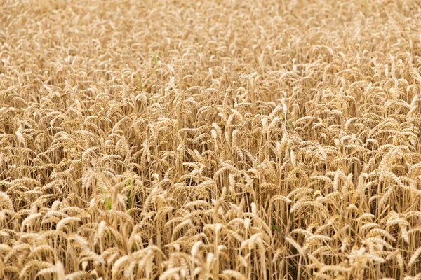领域的成熟小麦耳朵或黑麦穗状花序 — 图库照片