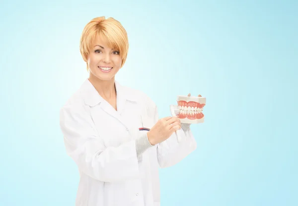 Szczęśliwy kobiece kobieta lekarz z modelu szczoteczki do zębów i szczęk — Zdjęcie stockowe