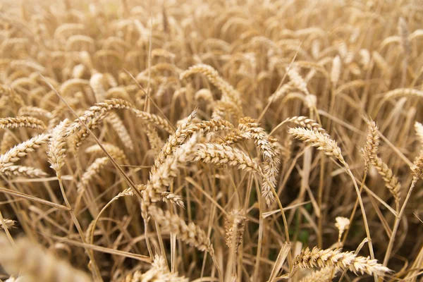 Field of ripening wheat ears or rye spikes — Stock Photo, Image