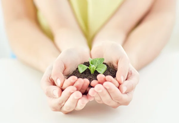 Close up of child and parent hands holding sprout — Stock Photo, Image