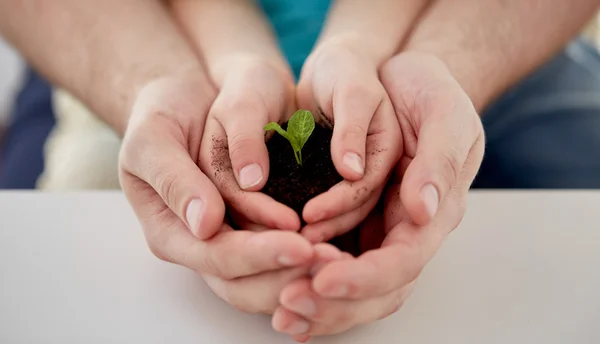 Close up of father and girl hands holding sprout — Stock Photo, Image