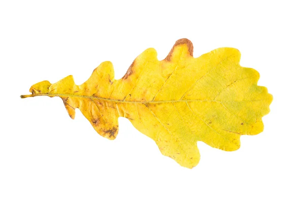 Suche jesień liść spadł żółty dąb — Zdjęcie stockowe