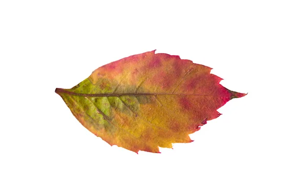 Hoja de uva caída otoño — Foto de Stock