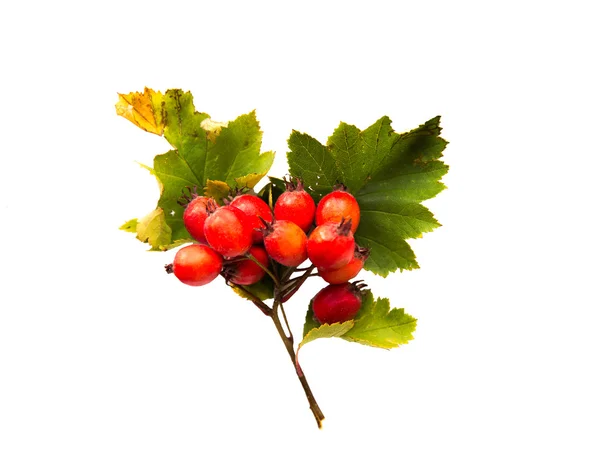 Weißdornbüschel mit reifen roten Beeren — Stockfoto