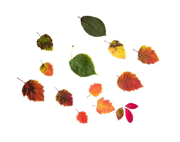 Conjunto de muchas hojas de otoño caídas diferentes — Foto de Stock