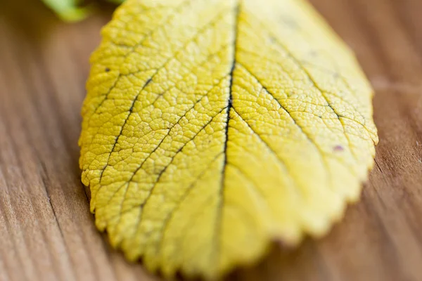 Zbliżenie żółty liść jesieni na drewnianym stole — Zdjęcie stockowe