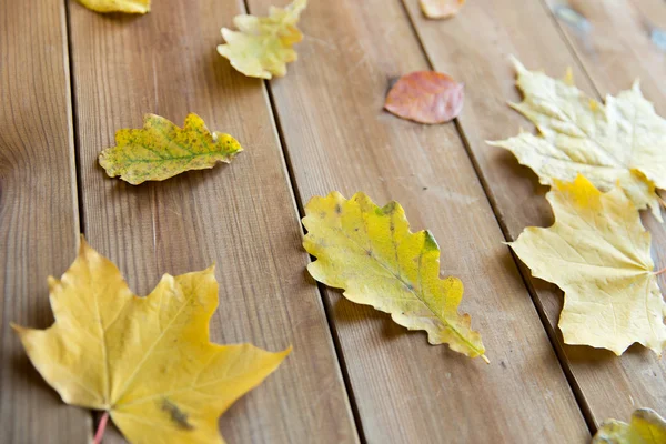 Primo piano di molte foglie autunnali cadute diverse — Foto Stock