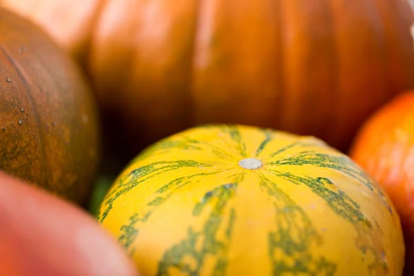 Close up van pompoenen — Stockfoto