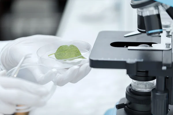 Nahaufnahme der Hand mit Mikroskop und grünem Blatt — Stockfoto