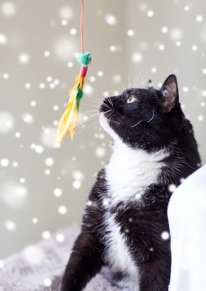 Zwart-witte kat spelen met veer speelgoed — Stockfoto