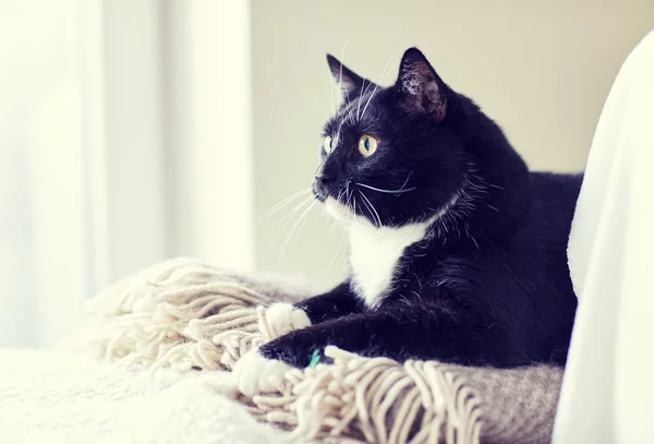 Черно-белая кошка, лежащая на диване дома — стоковое фото