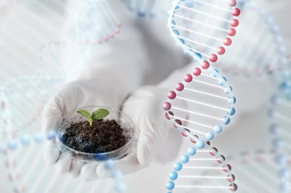 Primer plano de las manos científicas con la planta y el suelo — Foto de Stock