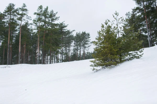 Winter spruce forest and snow cowered field — Stock fotografie