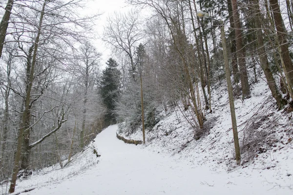 Forêt d'épinettes d'hiver et champ enneigé — Photo